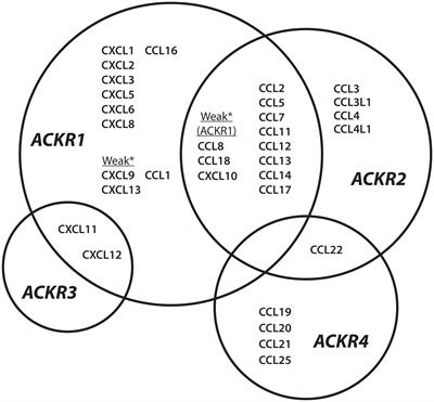 Prospects for targeting ACKR1 in cancer and other diseases